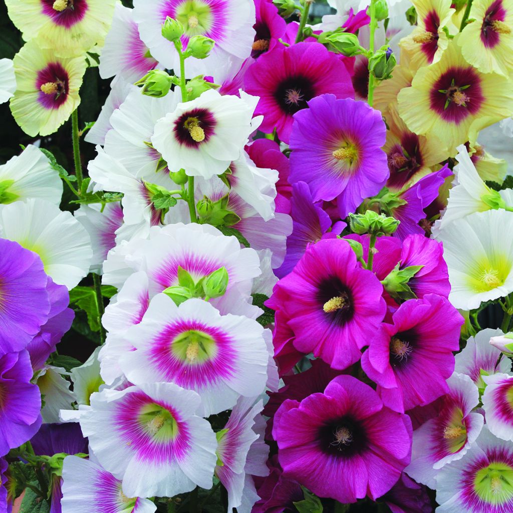 Graines de Rose trémière Halo Mixed - Alcea rosea