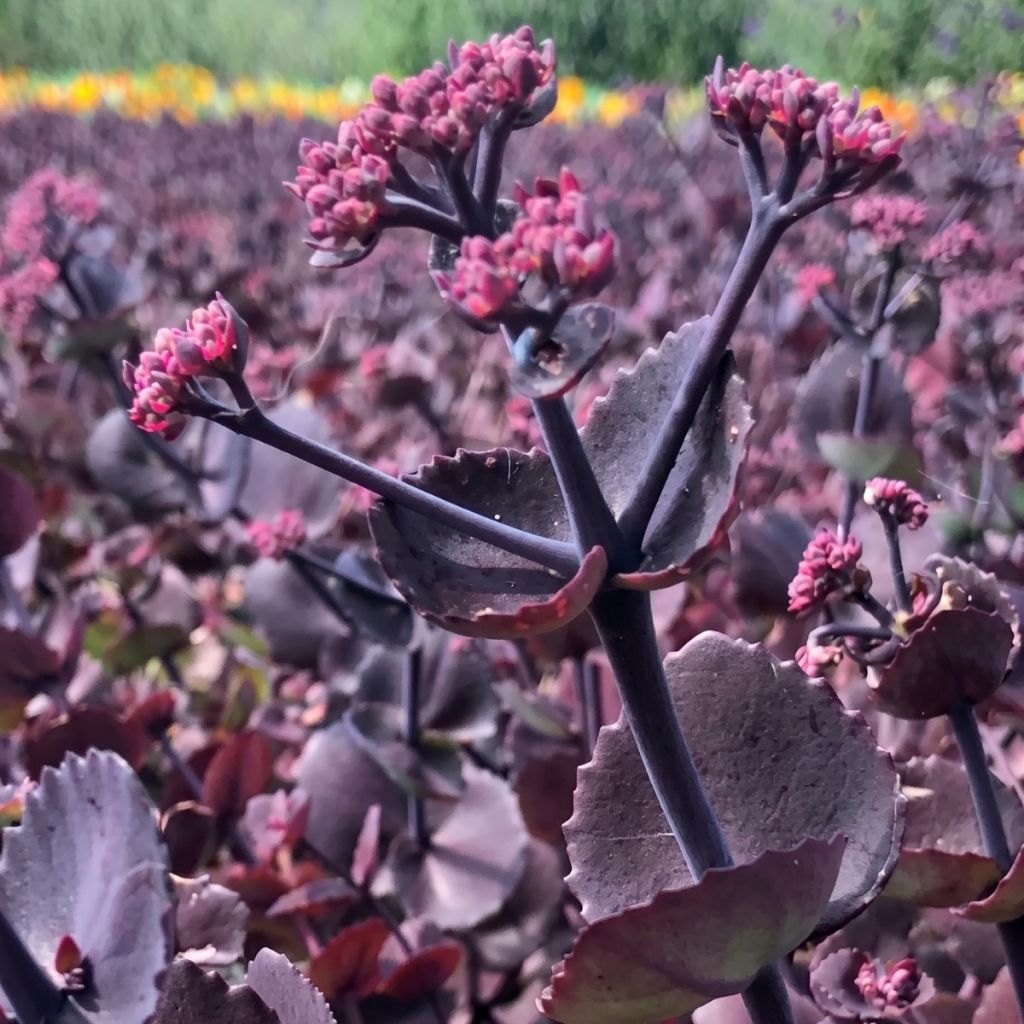 Graines de Sedum ussuriense Turkish Delight - Orpin