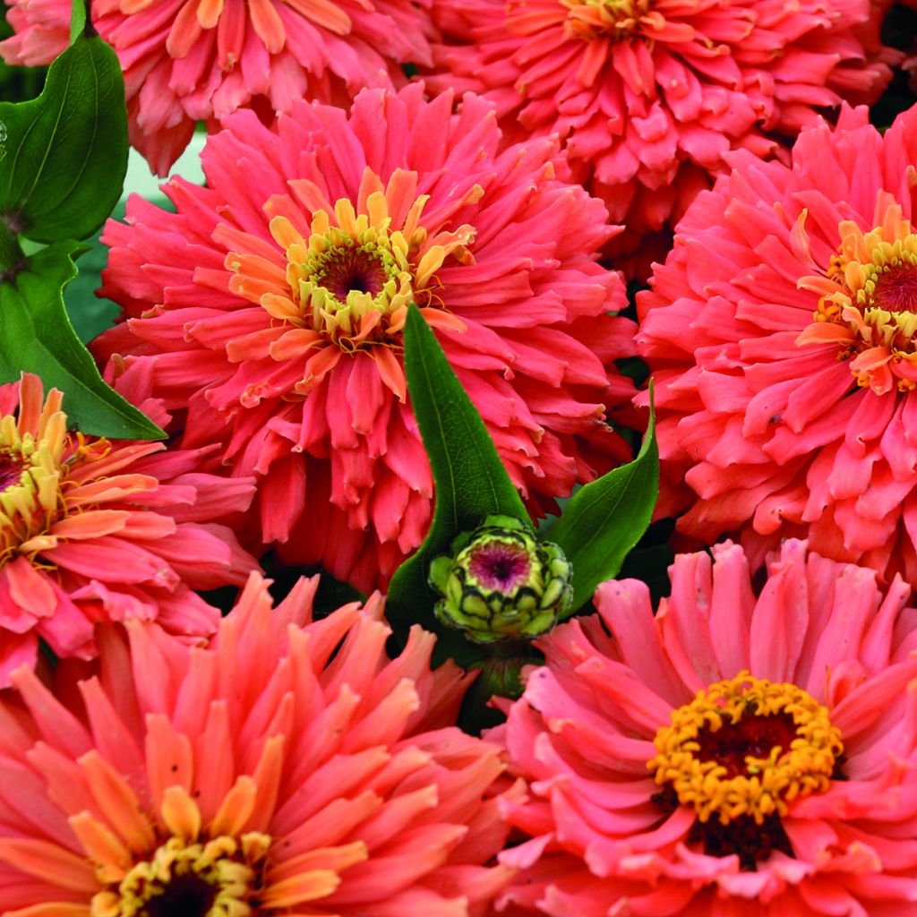 Graines de Zinnia elegans Señora