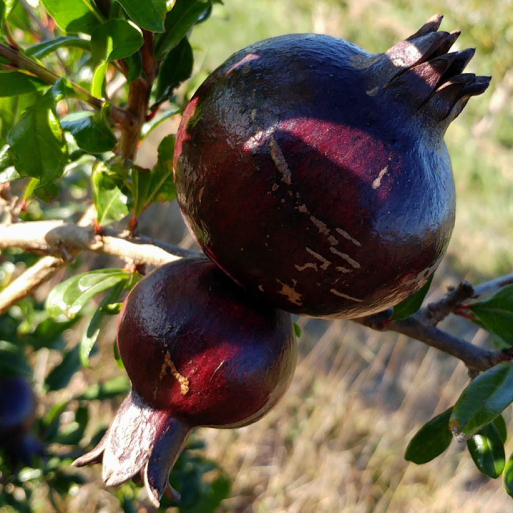 Grenadier à fruits - Punica granatum Asmar