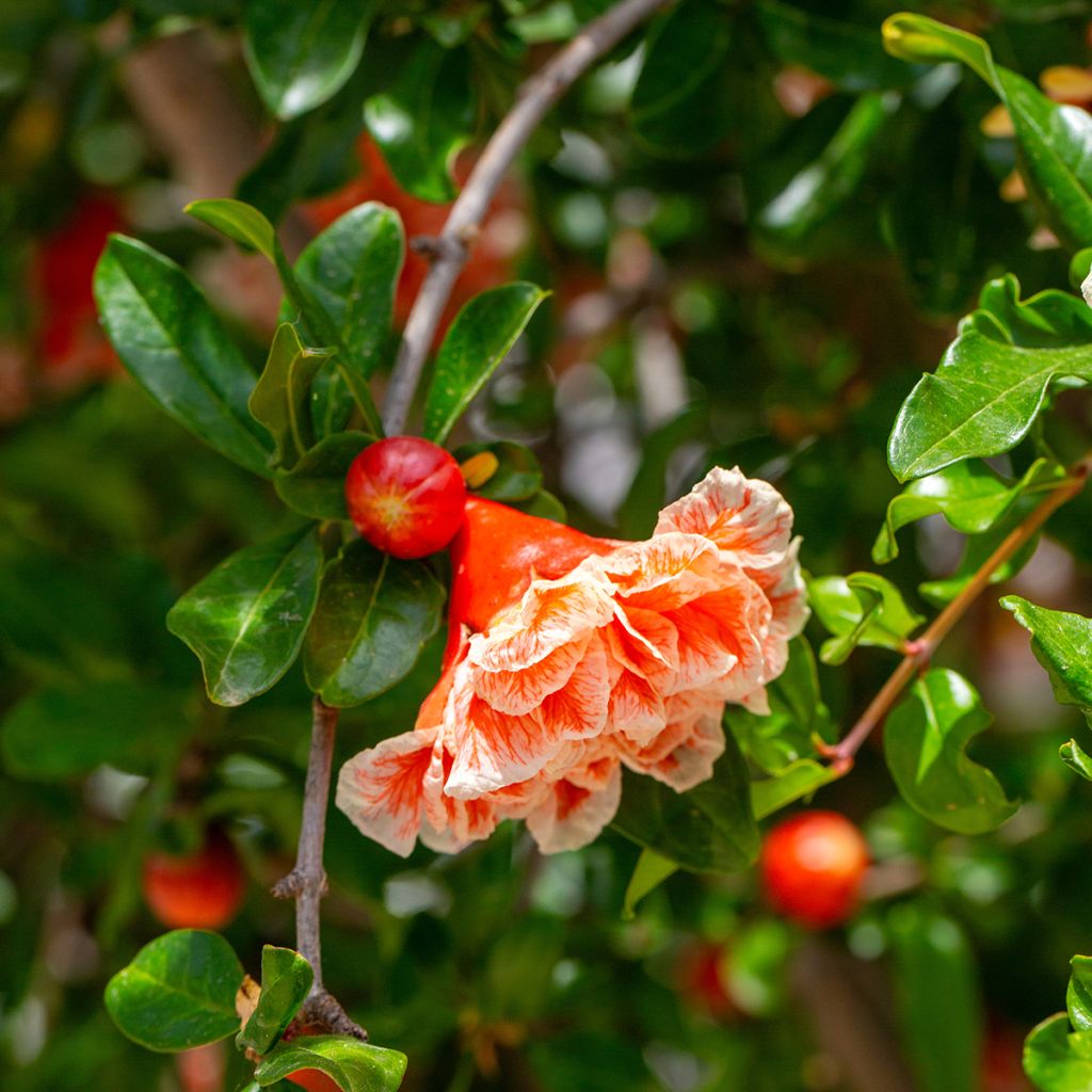 Grenadier à fleurs - Punica granatum California Sunset