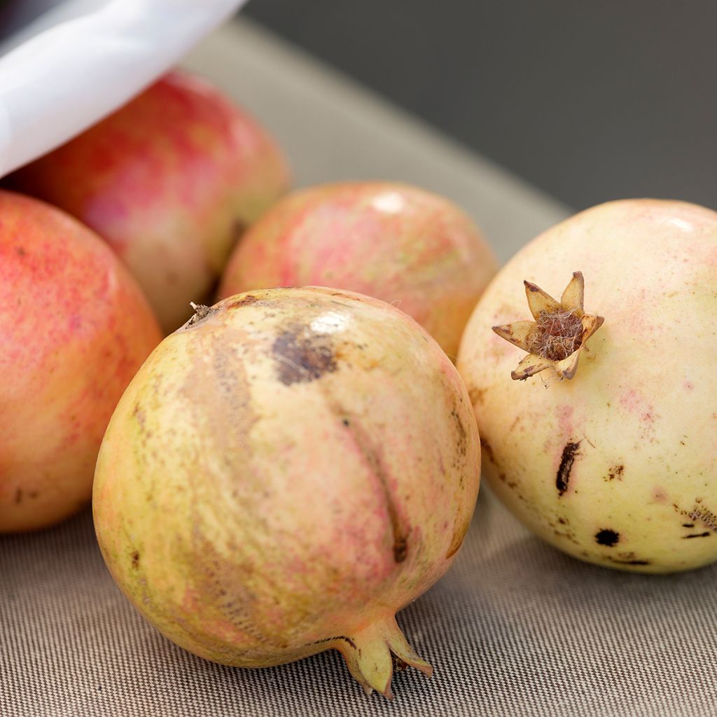 Grenadier à fruits - Punica granatum Mollar de Elche
