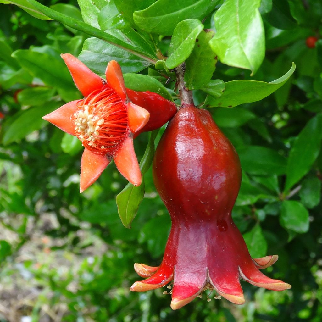 Grenadier à fruits - Punica granatum