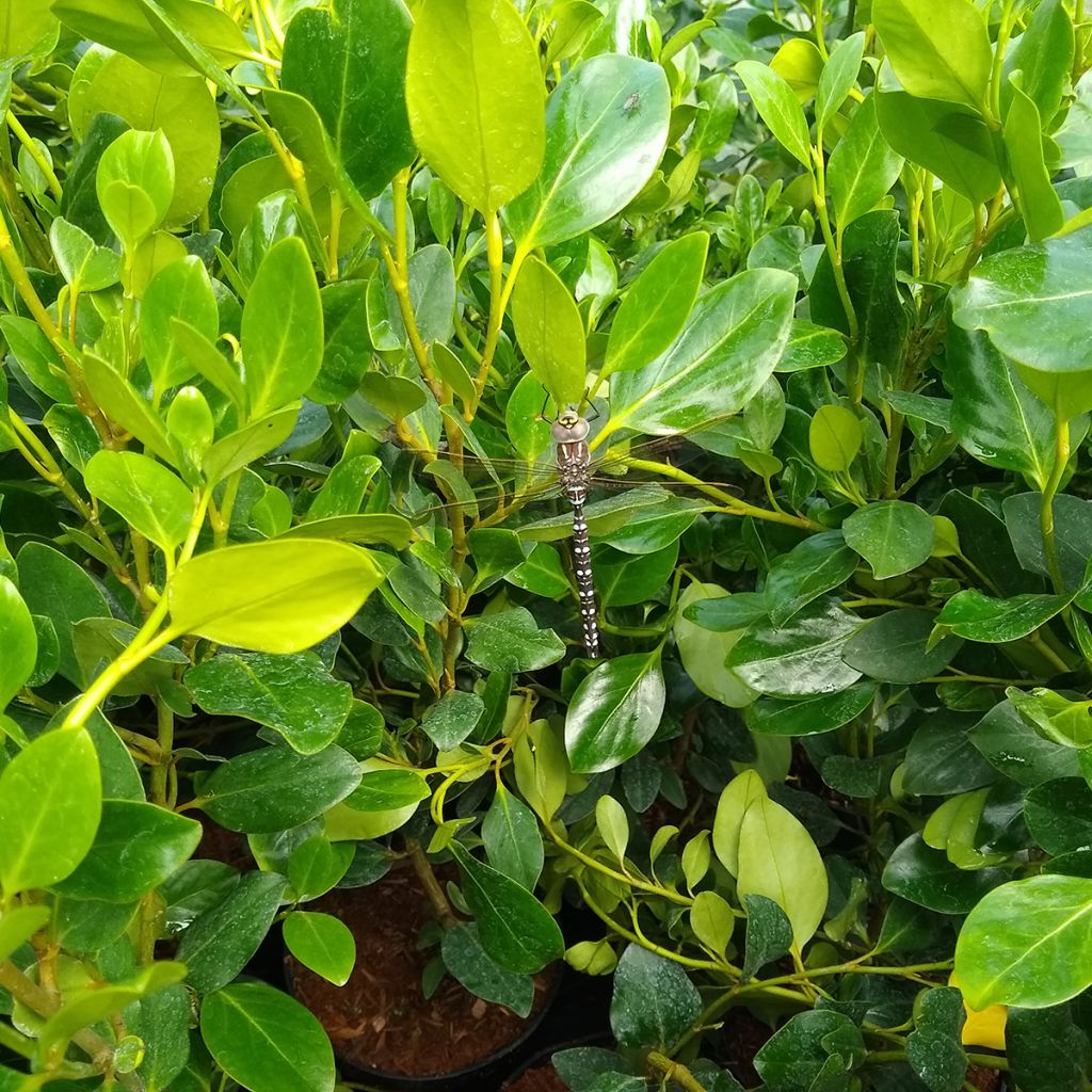 Griselinia littoralis Green Horizon