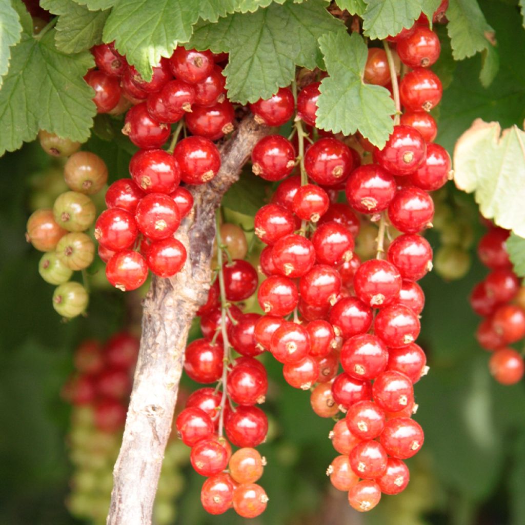 Groseillier à grappes rouges Jonkheer Van Tets Bio