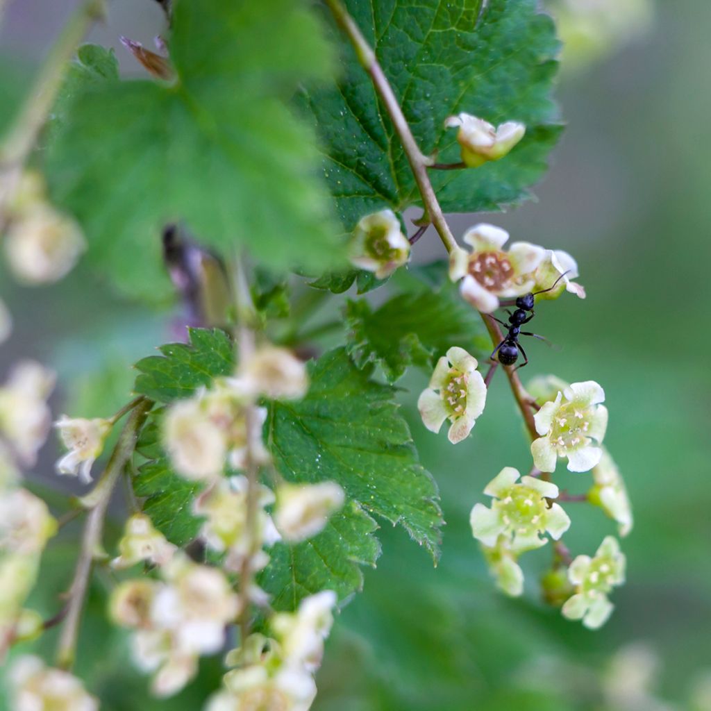 Groseillier à grappes rouges Jonkheer Van Tets Bio
