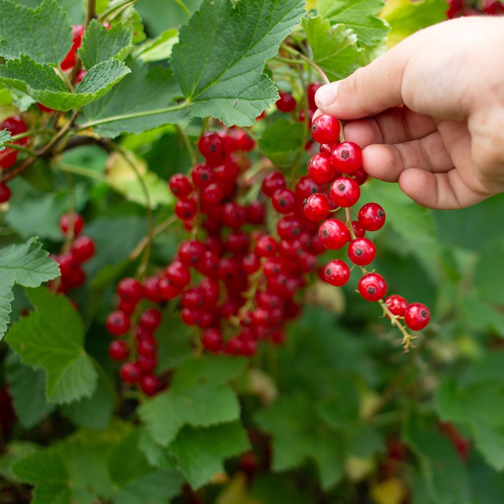 Groseillier à grappes rouges Jonkheer Van Tets Bio