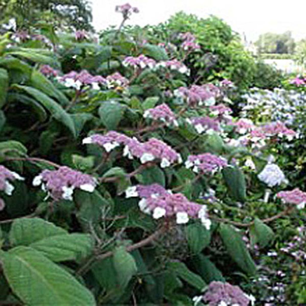 Hortensia - Hydrangea aspera Macrophylla