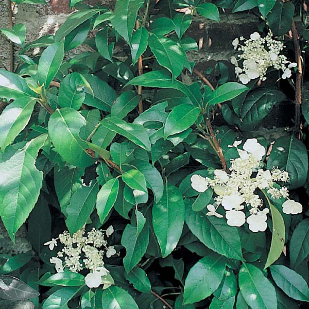 Hortensia grimpant - Hydrangea seemanii