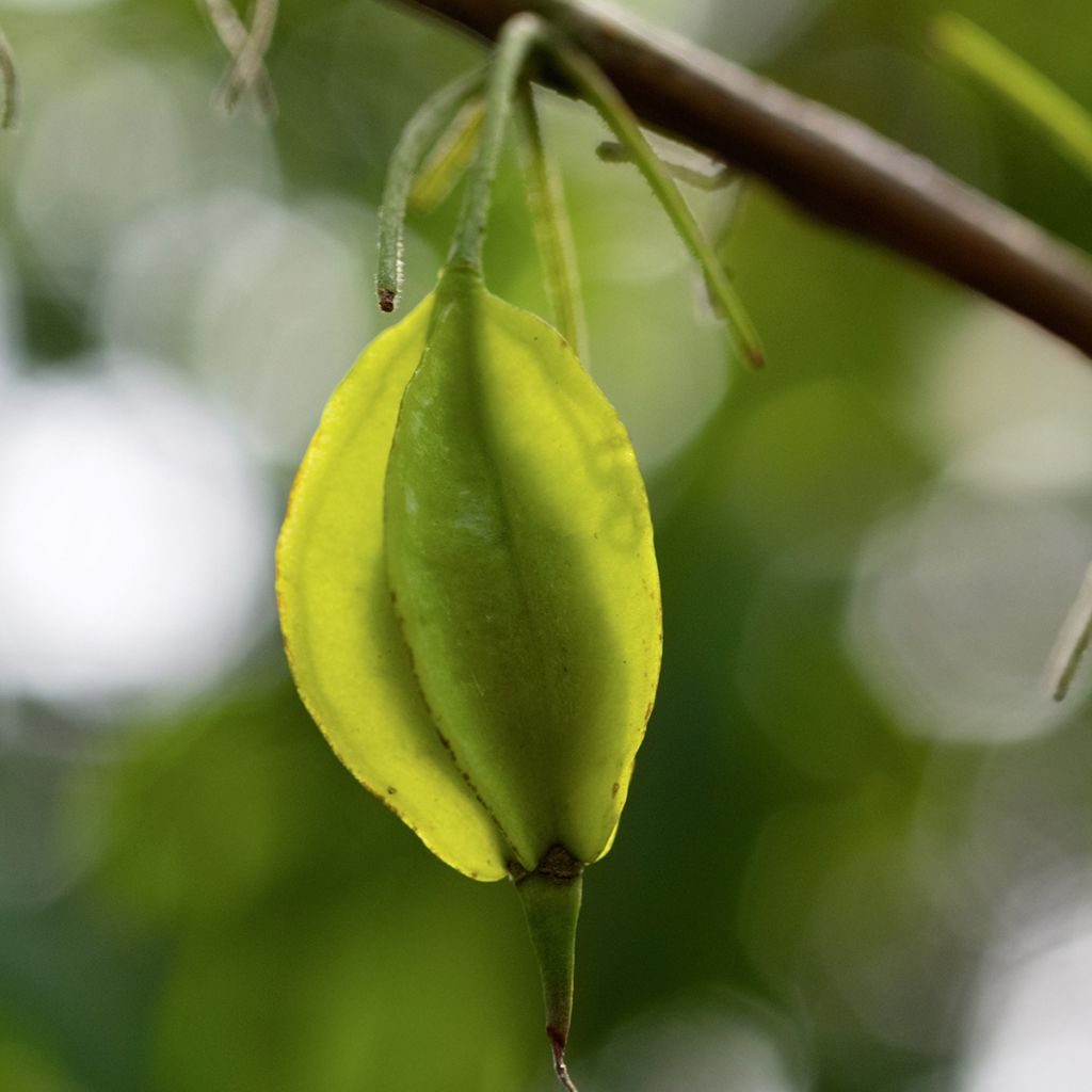 Halesia carolina var. monticola - Arbre aux cloches d'argent