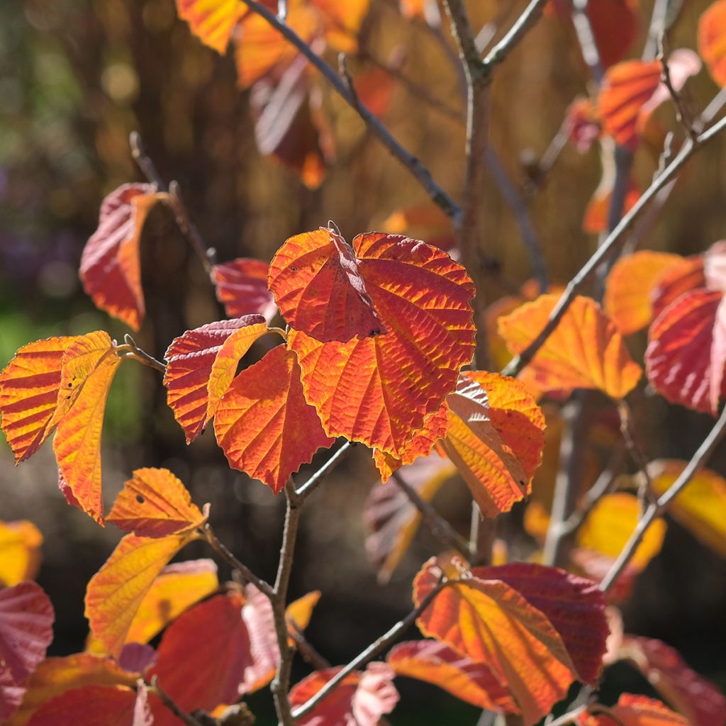 Hamamelis intermedia Ruby Glow - Noisetier de sorcière