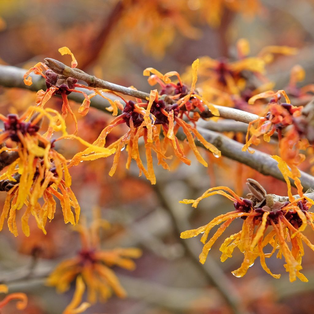 Hamamelis (x) intermedia Aphrodite - Noisetier de sorcière