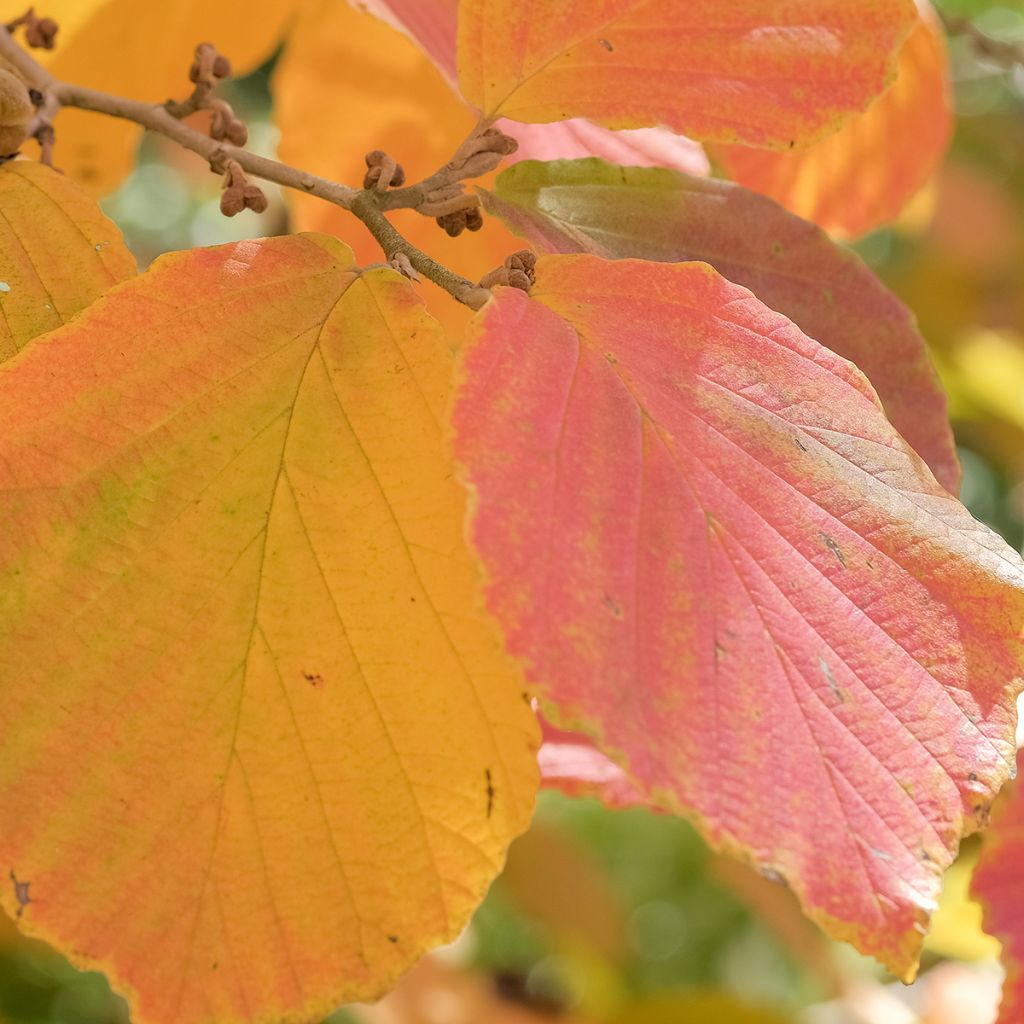 Hamamelis (x) intermedia Feuerzauber - Noisetier de sorcière