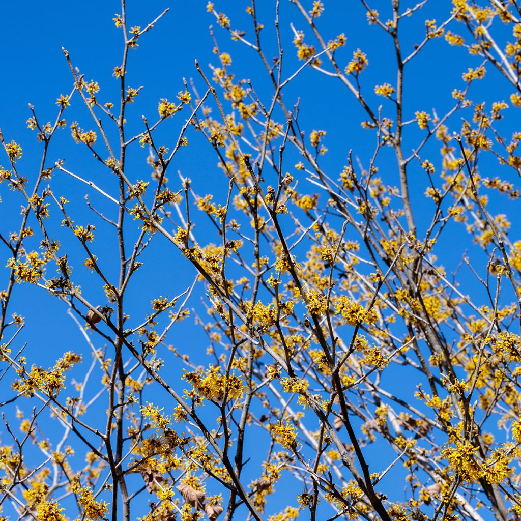 Noisetier des sorcières - Hamamelis mollis Pallida