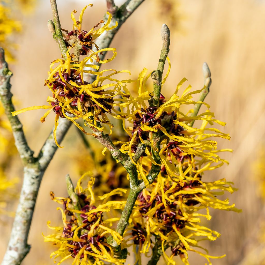 Hamamelis x intermedia Barmstedt Gold - Noisetier de sorcière