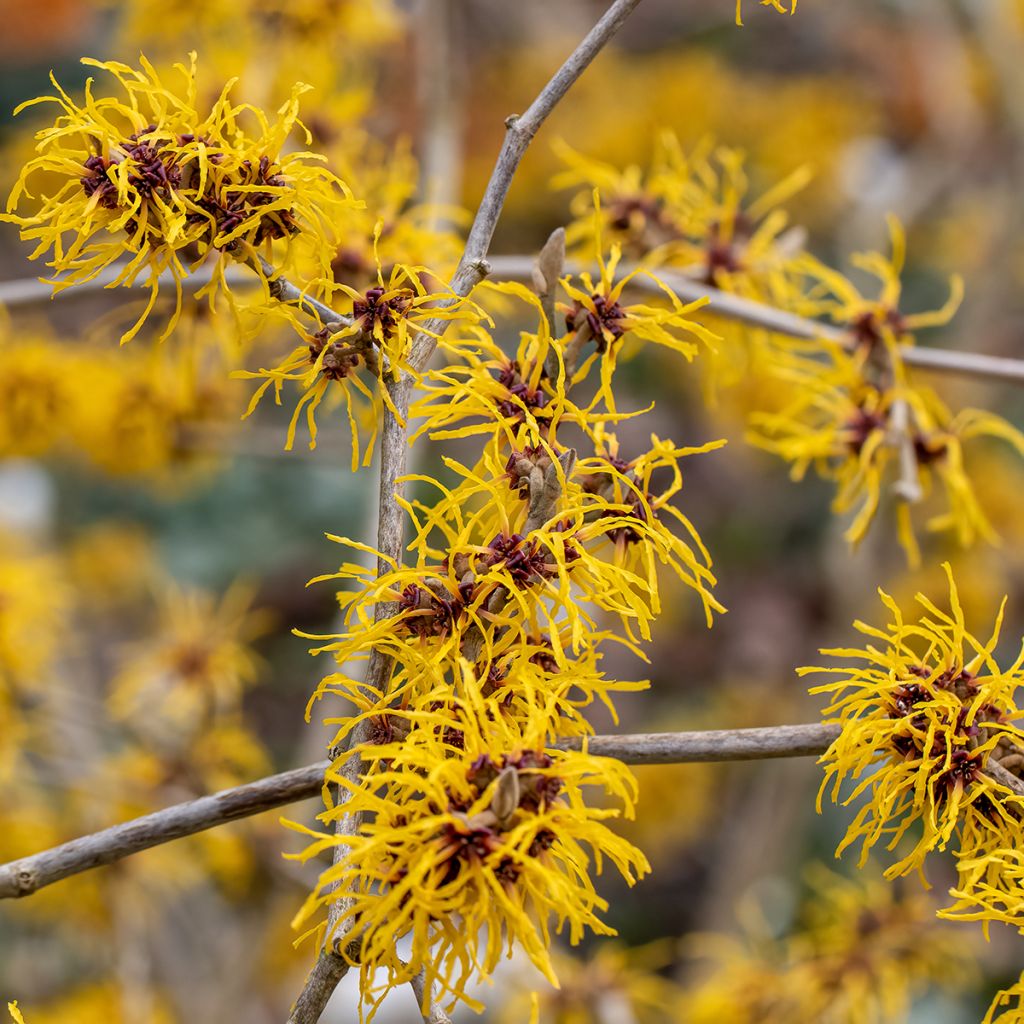 Hamamelis x intermedia Barmstedt Gold - Noisetier de sorcière