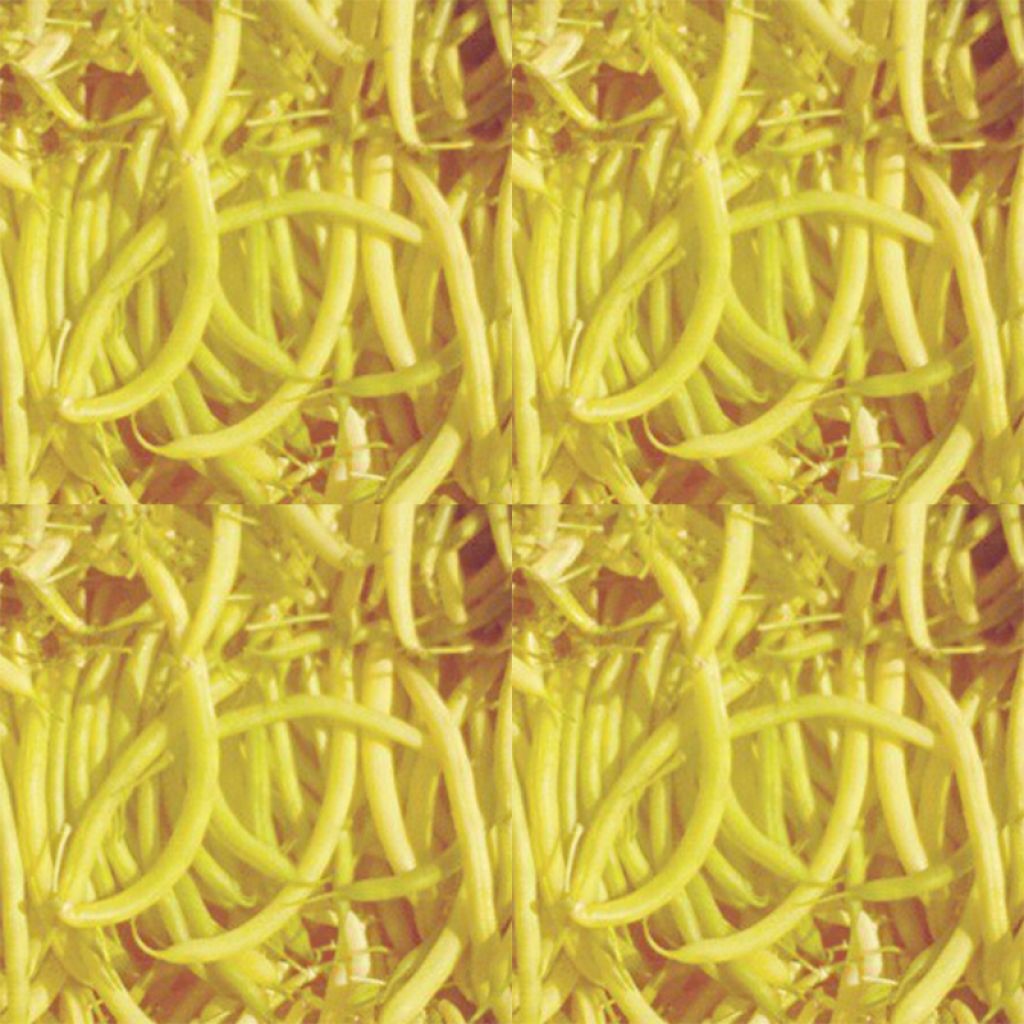 Haricot nain mangetout beurre Roi des Beurres ou Kinghorn