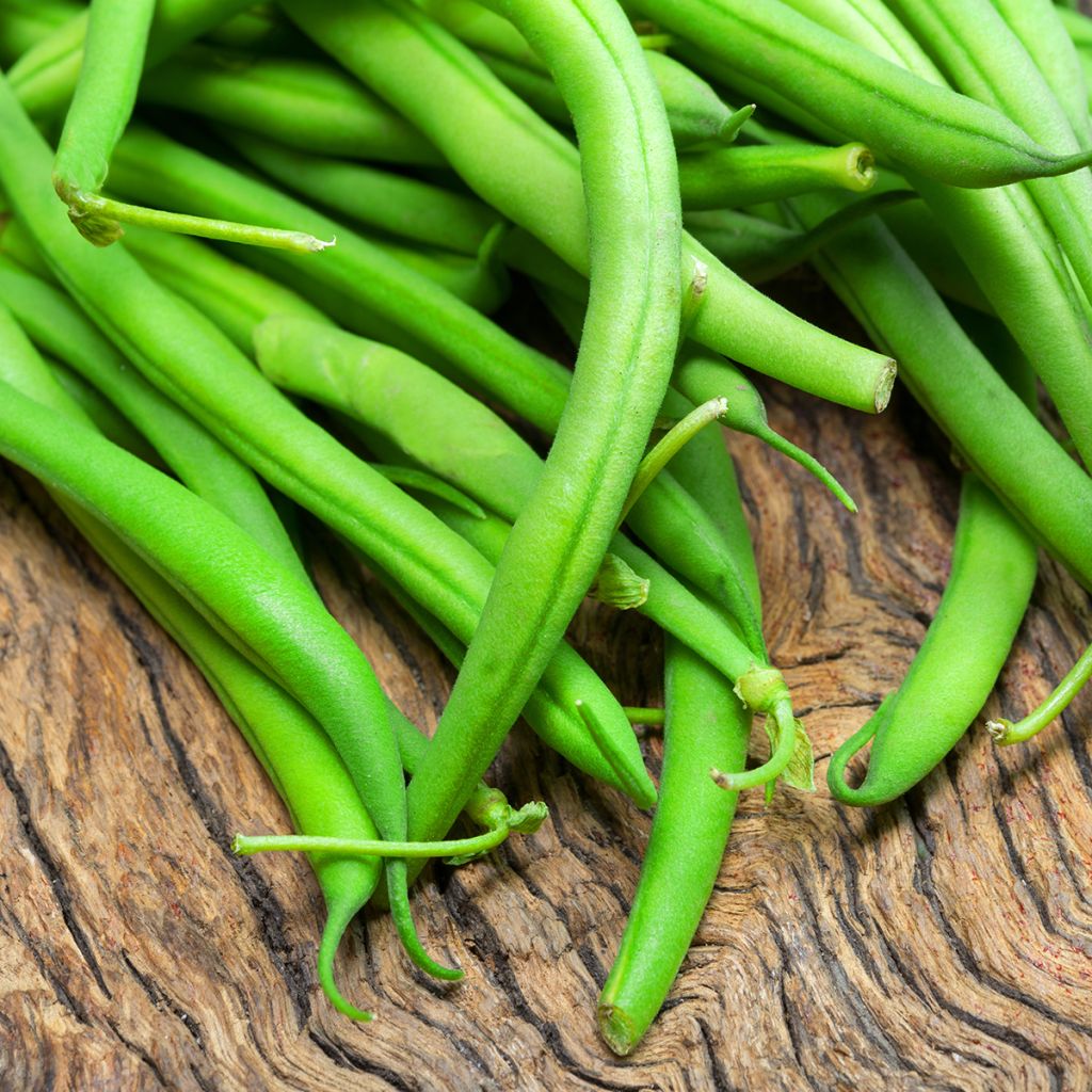 Haricot nain à filet Maxi BIO