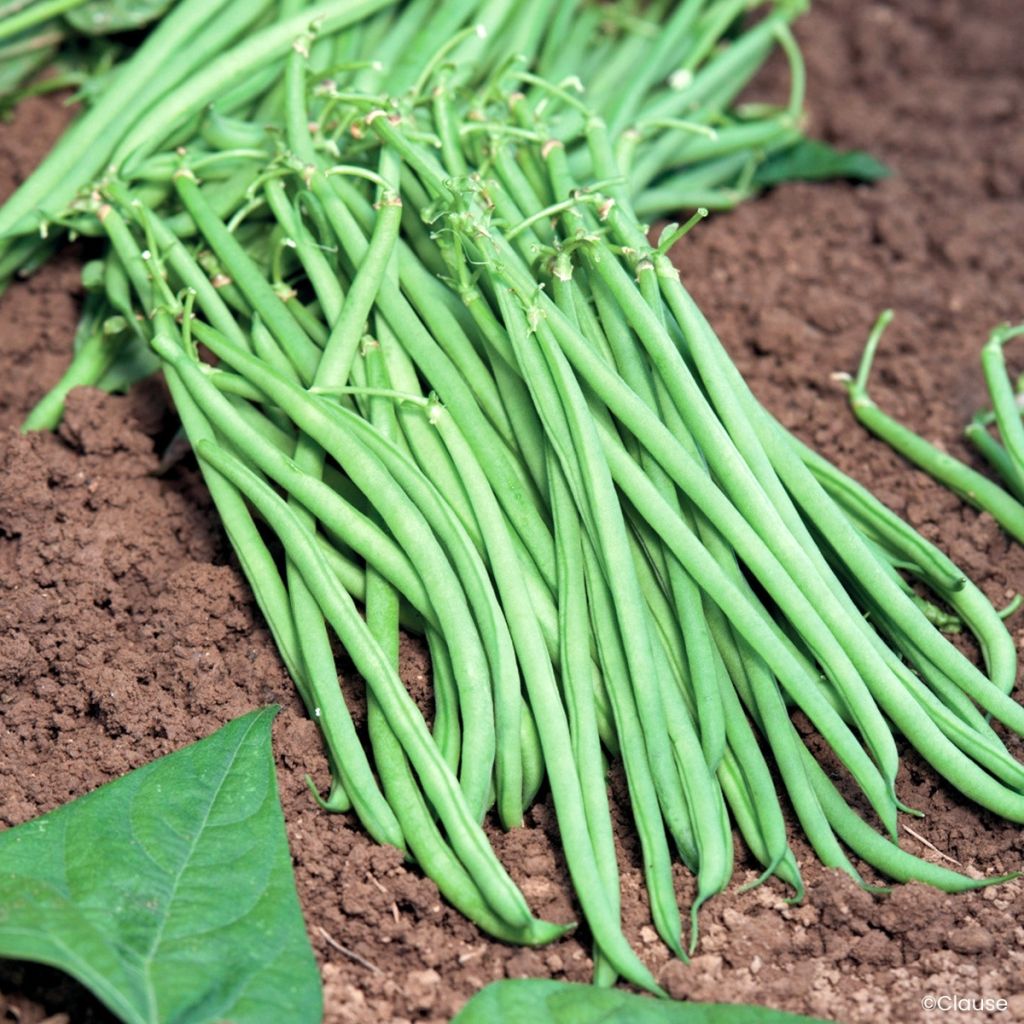 Haricot nain filet mangetout Fleuret