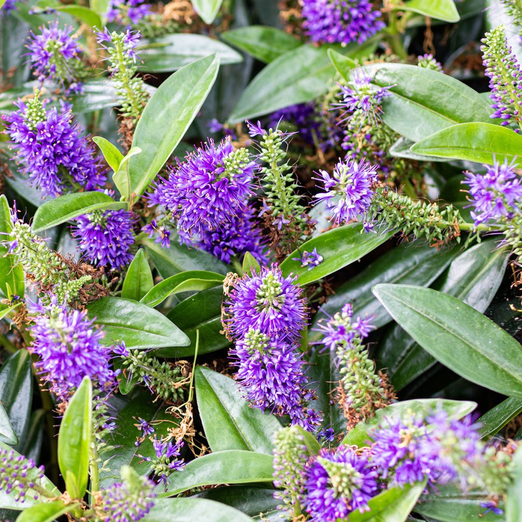 Hebe franciscana Blue Gem - Véronique arbustive