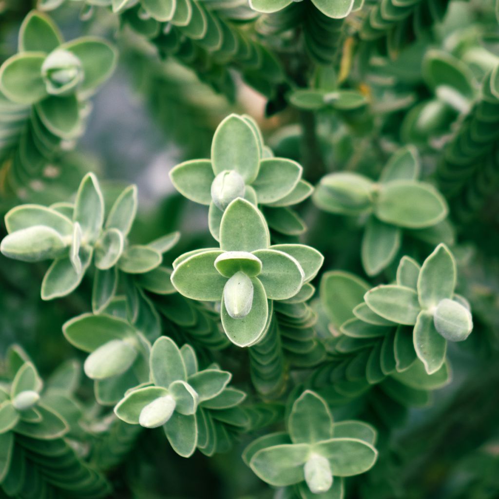 Hébé topiaria - Véronique arbustive