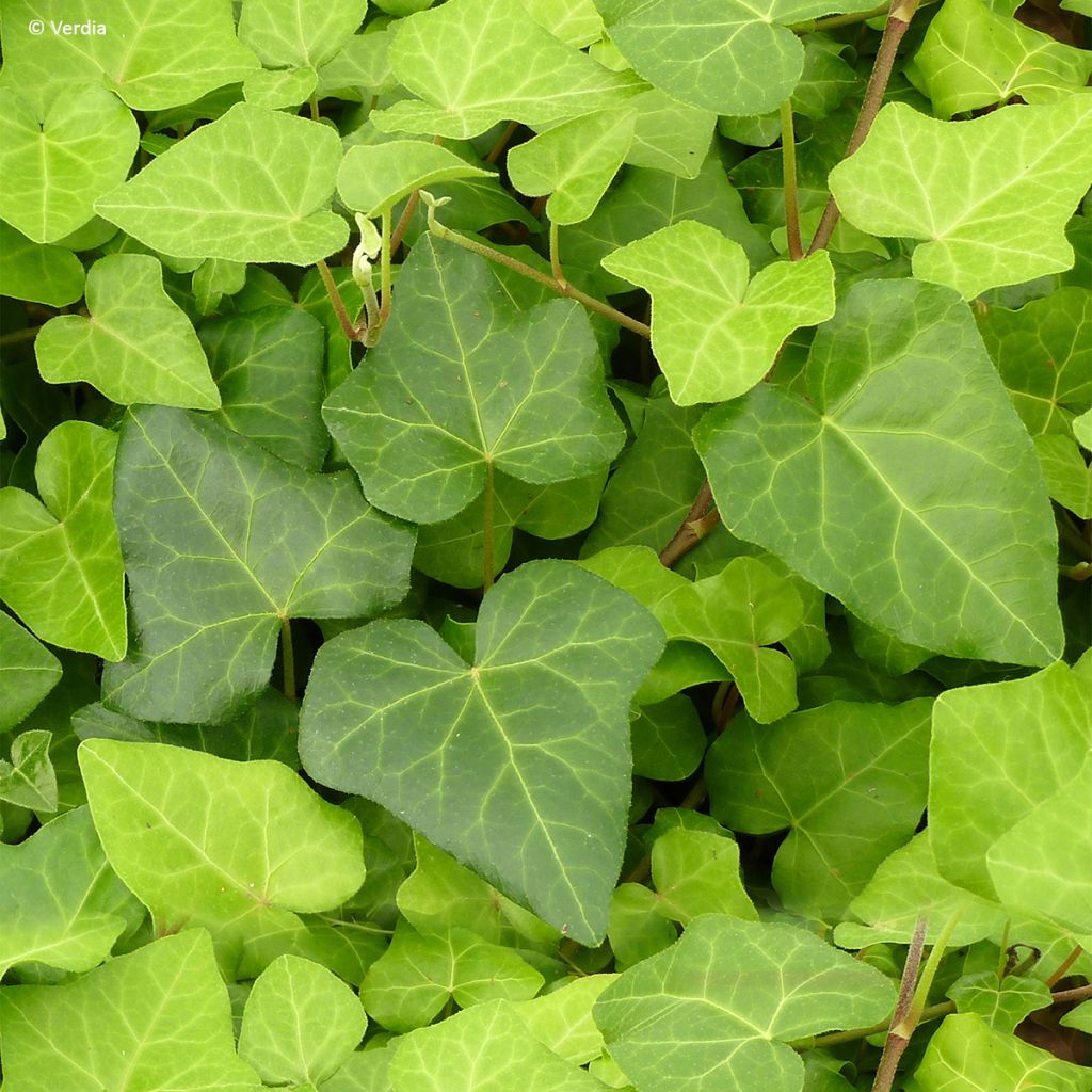Lierre couvre-sol - Hedera Algerian Bellecour