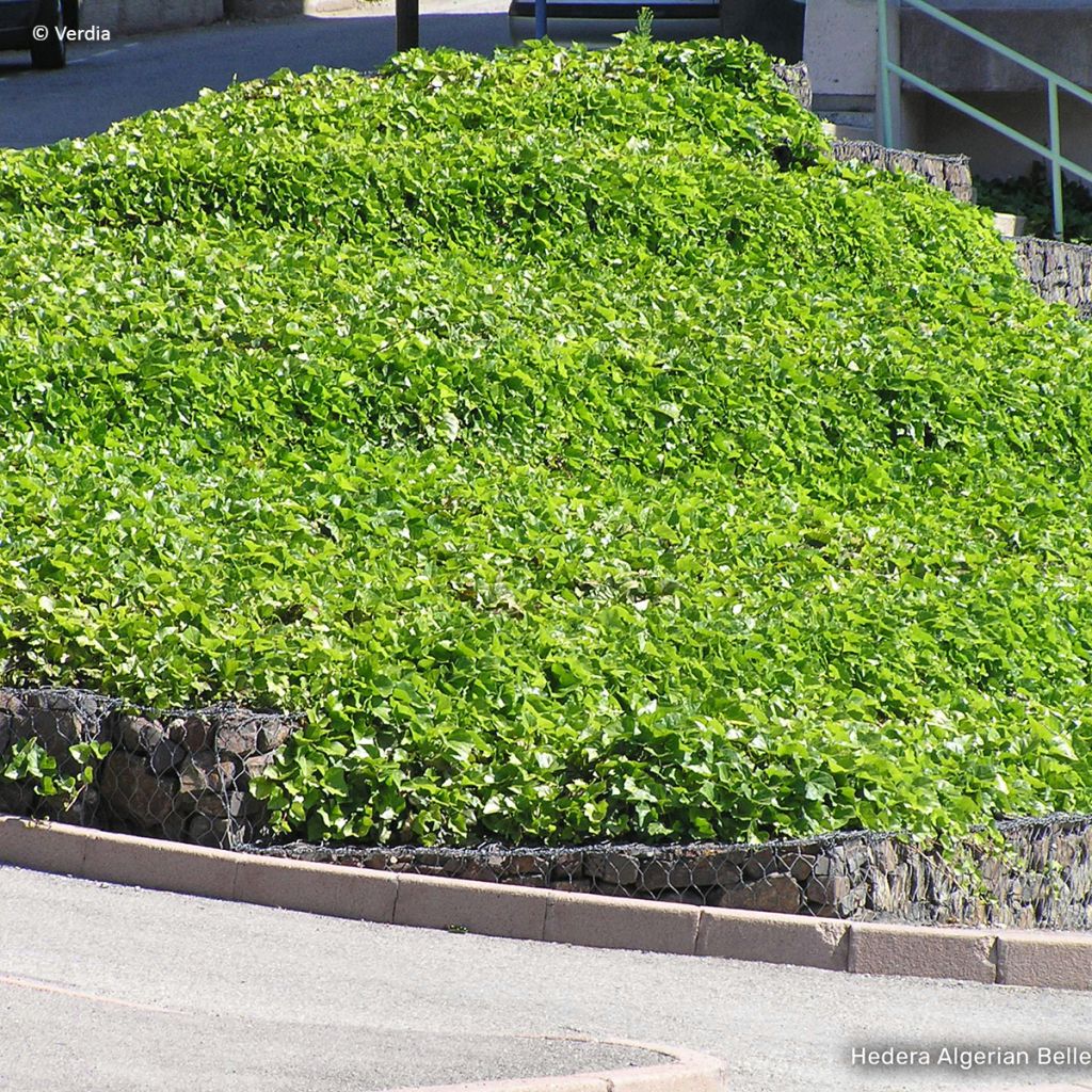 Lierre couvre-sol - Hedera Algerian Bellecour