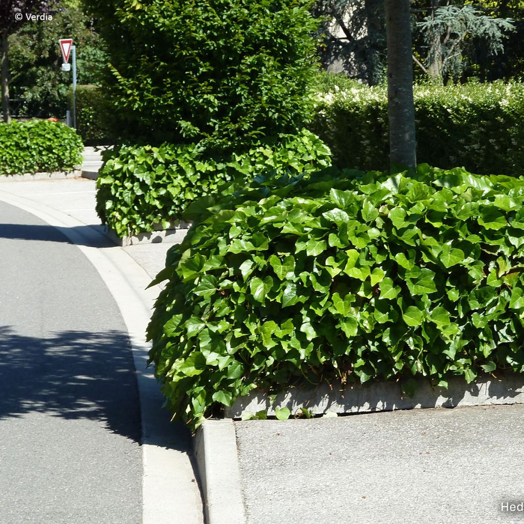 Lierre couvre-sol - Hedera Algerian Bellecour