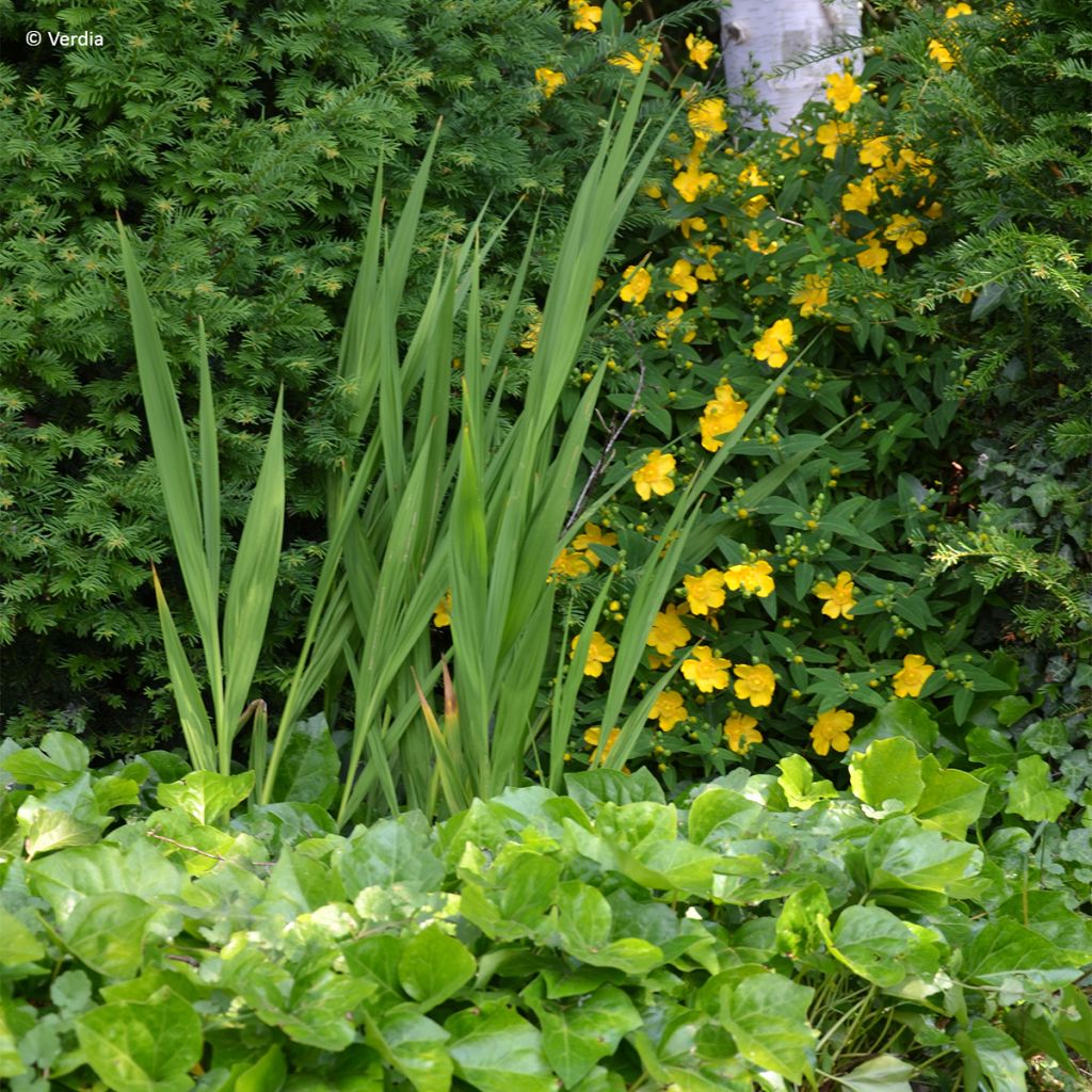 Lierre couvre-sol - Hedera Algerian Bellecour