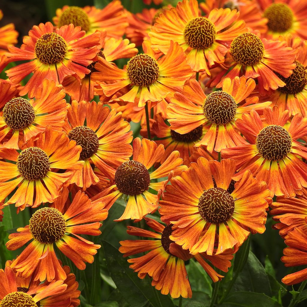 Helenium Short'n 'Sassy - Hélénie jaune orangé.