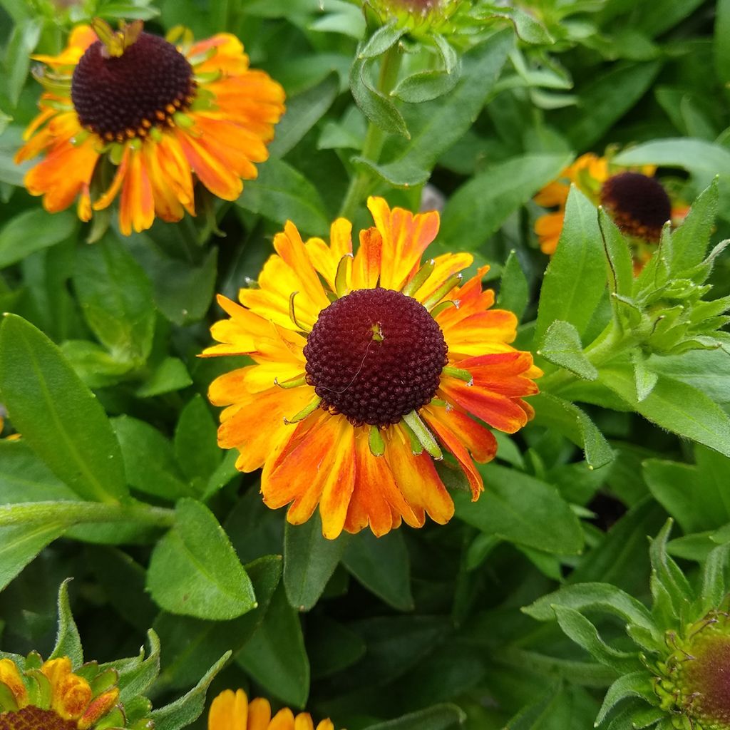 Helenium Short'n 'Sassy - Hélénie jaune orangé.