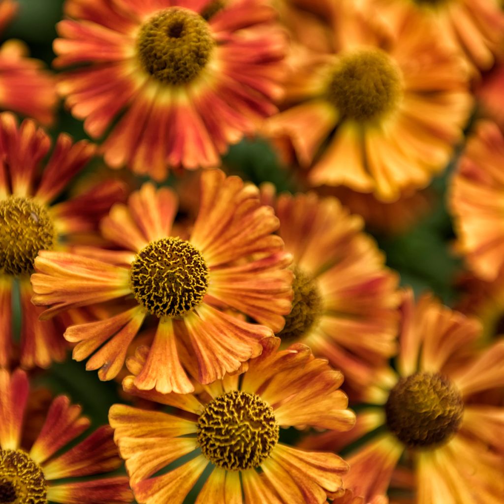 Helenium Short'n 'Sassy - Hélénie jaune orangé.