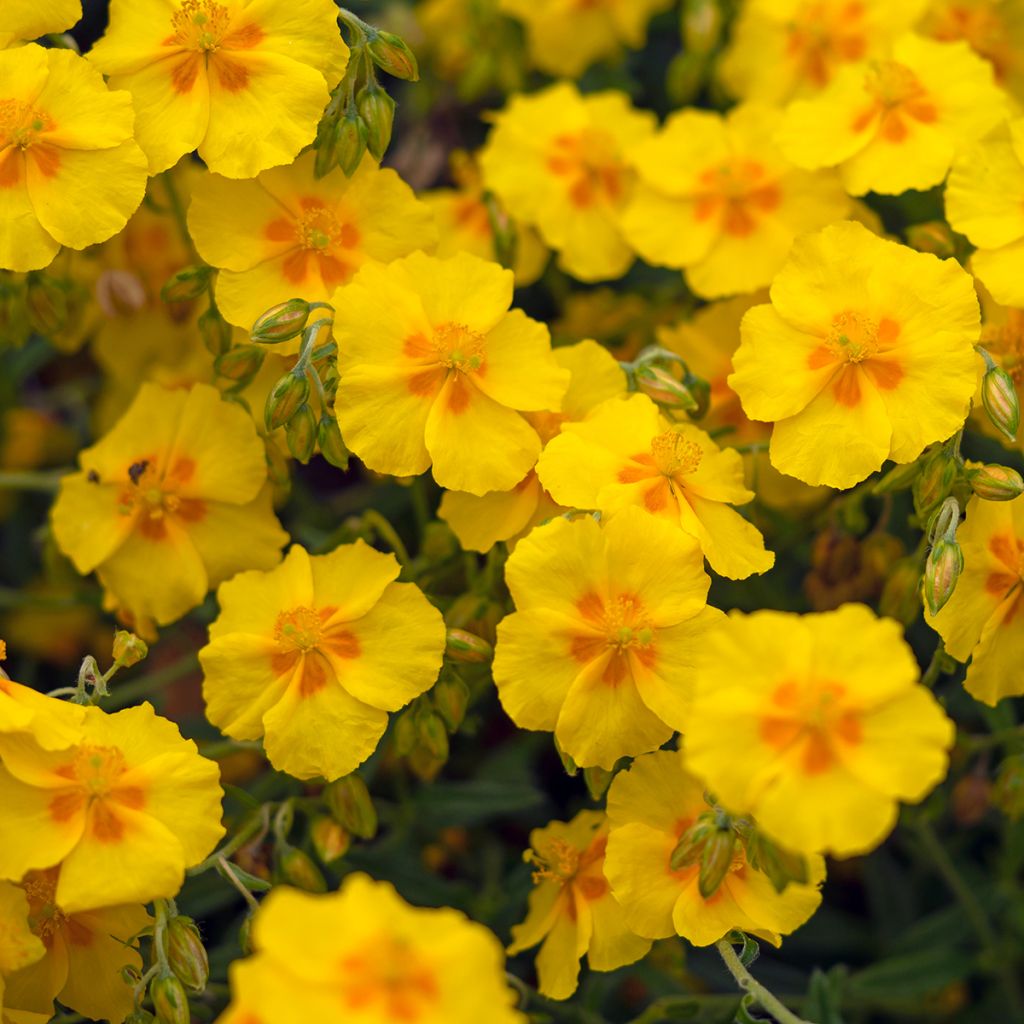 Helianthemum Ben Fhada - Hélianthème jaune vif à cœur orange