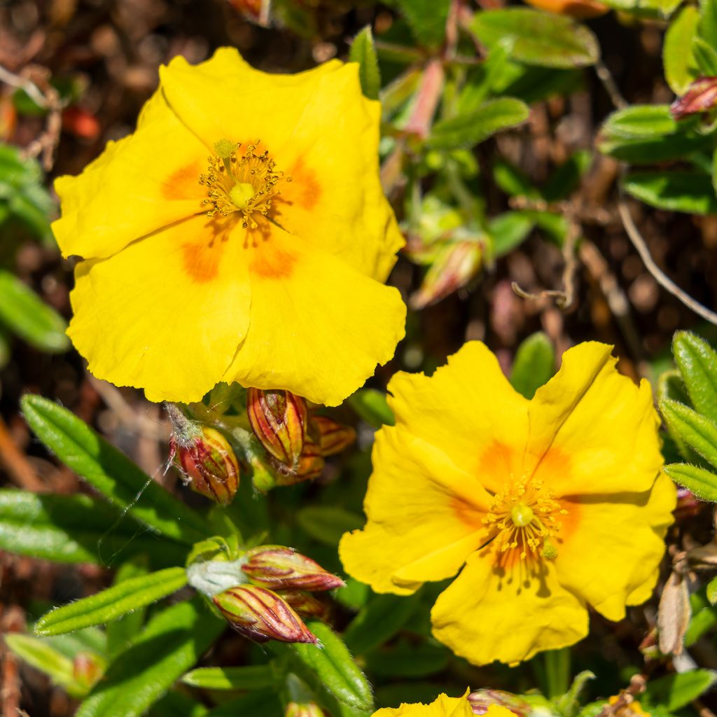 Helianthemum Ben Fhada - Hélianthème jaune vif à cœur orange