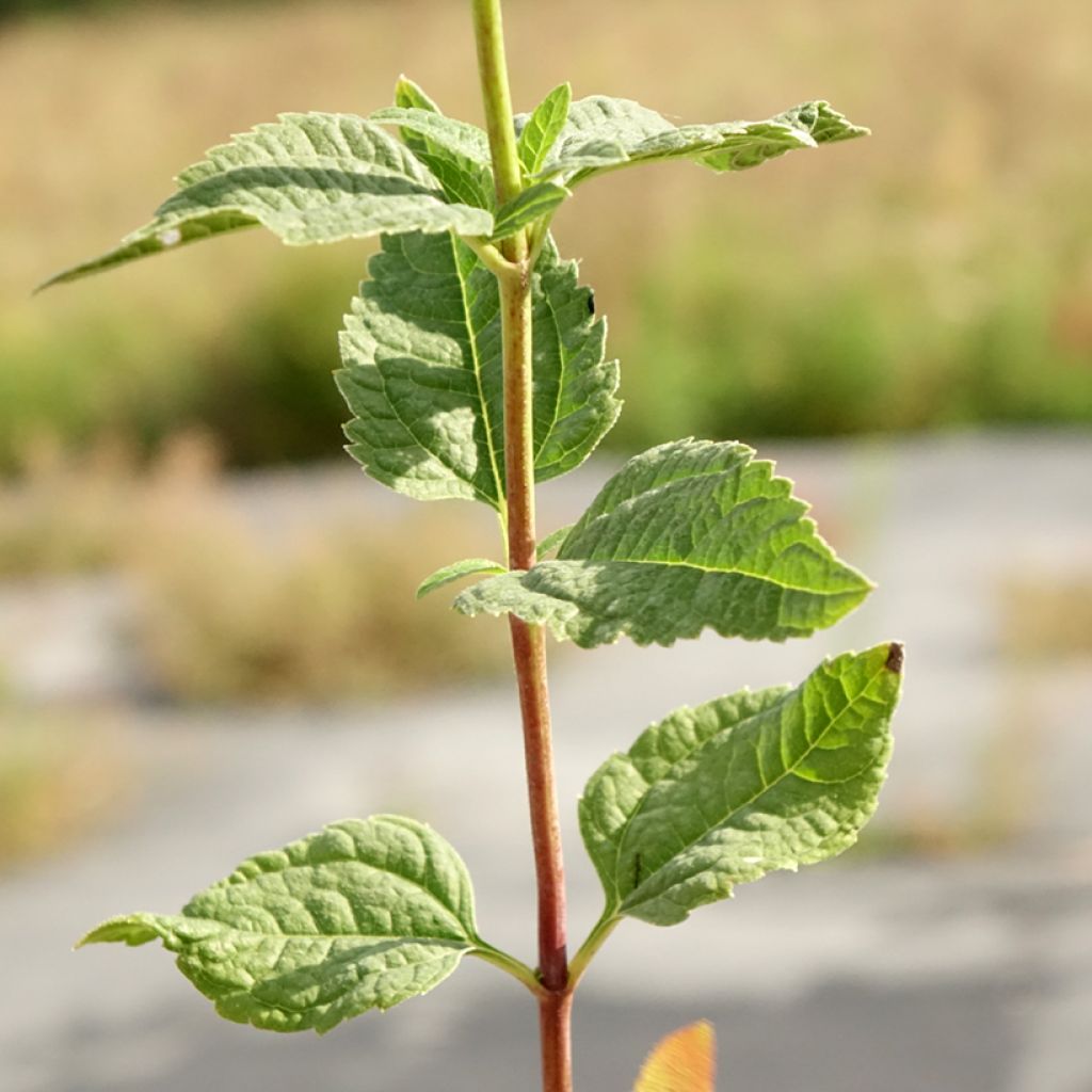 Heliopsis helianthoides Asahi