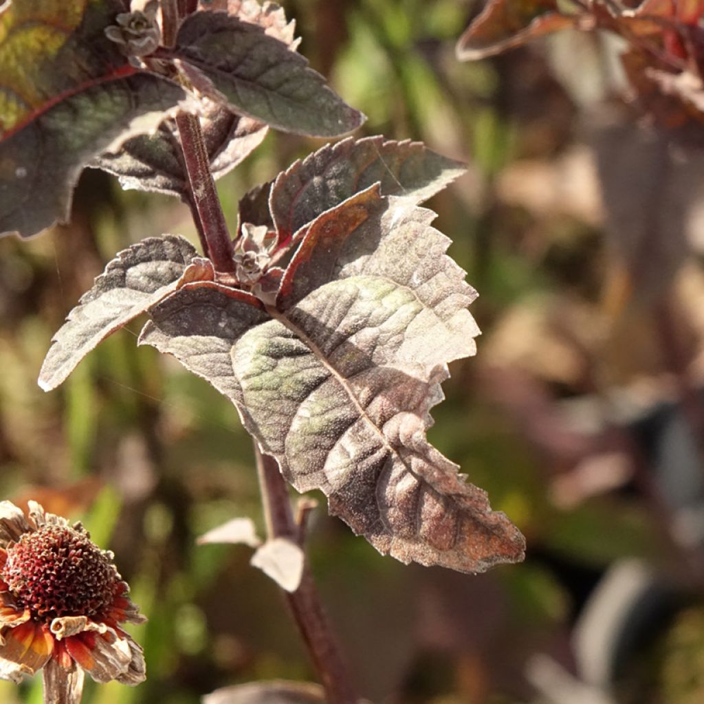 Heliopsis helianthoides var. scabra Fire Twister