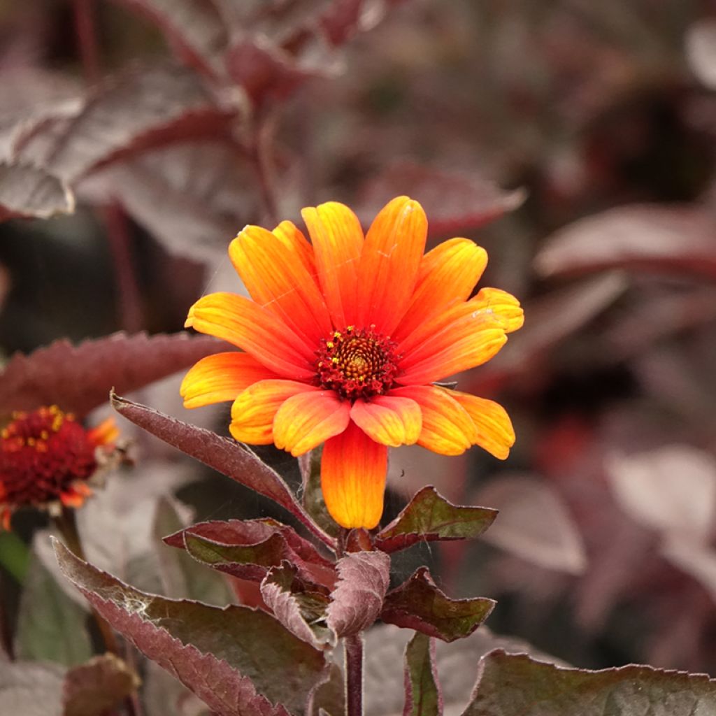 Heliopsis helianthoides var. scabra Fire Twister