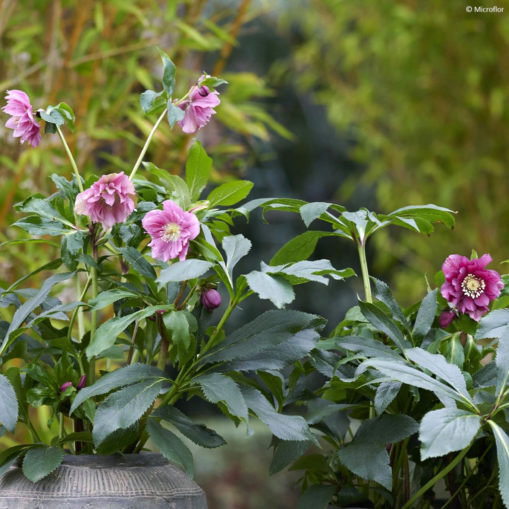 Hellébore ViV® Elena - Helleborus orientalis