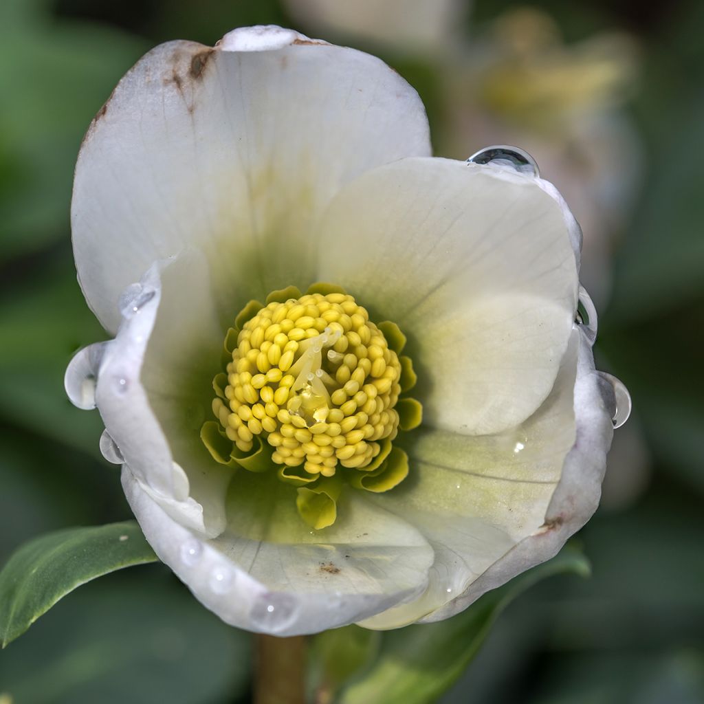 Hellébore orientale Blanc