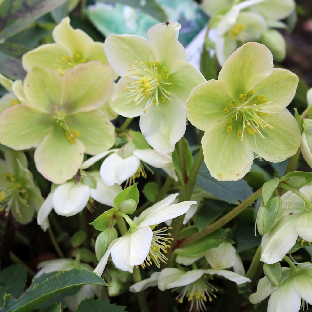 Hellébore orientale Blanc