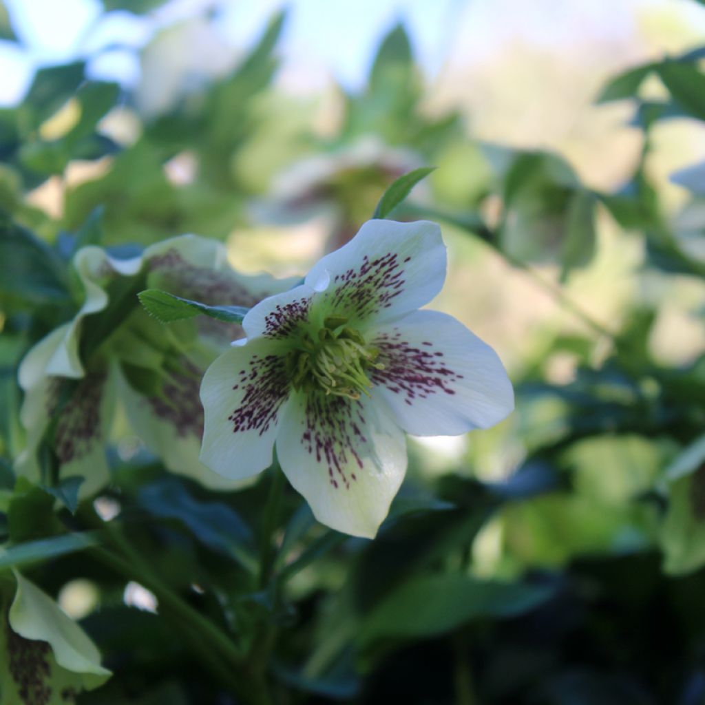 Helleborus White guttatus - Elleboro