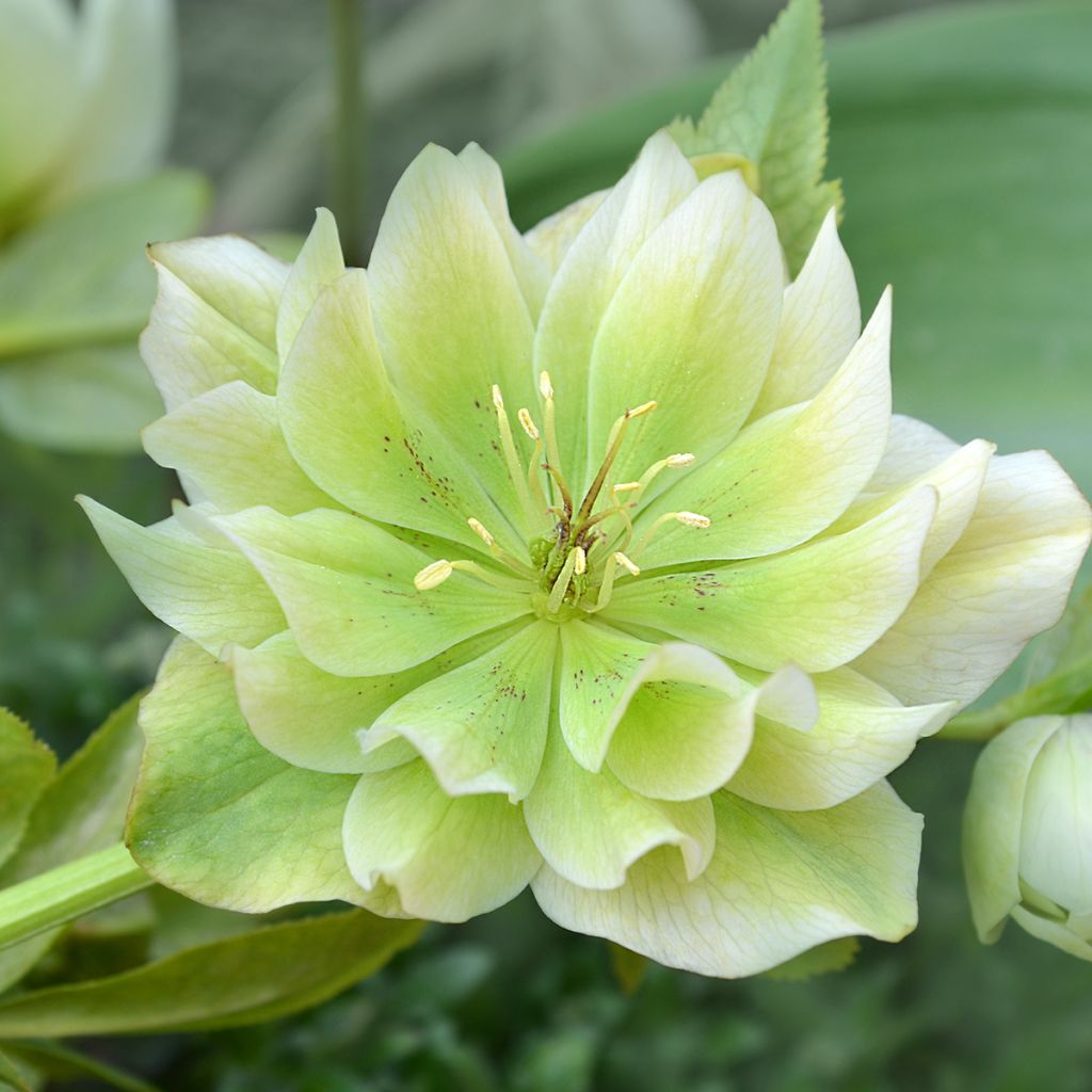 Hellébore orientale Double Blanc