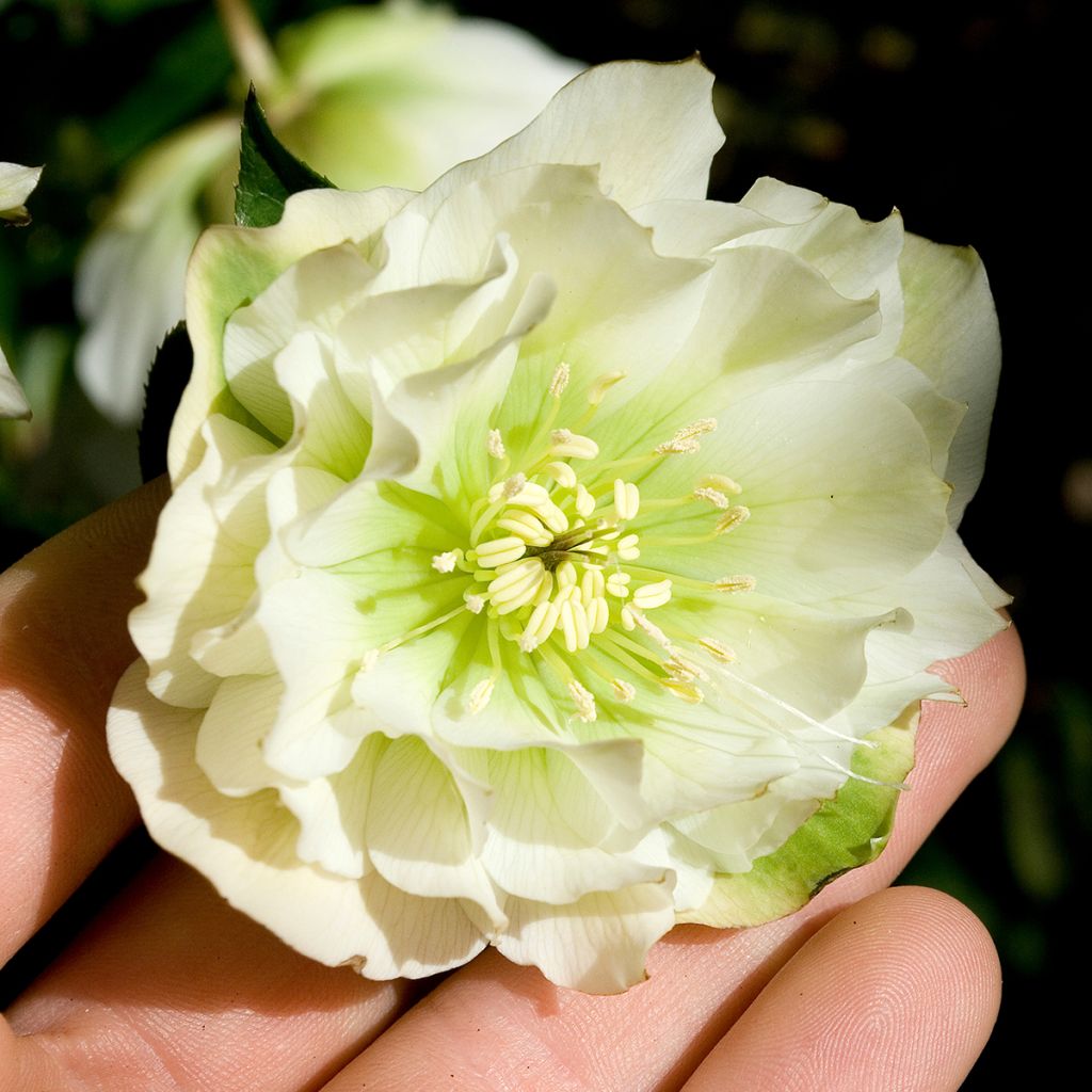 Hellébore orientale Double Blanc