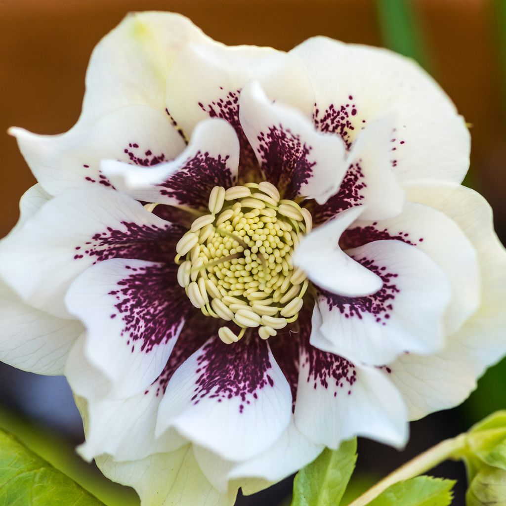 Hellébore orientale Double Blanc guttatus