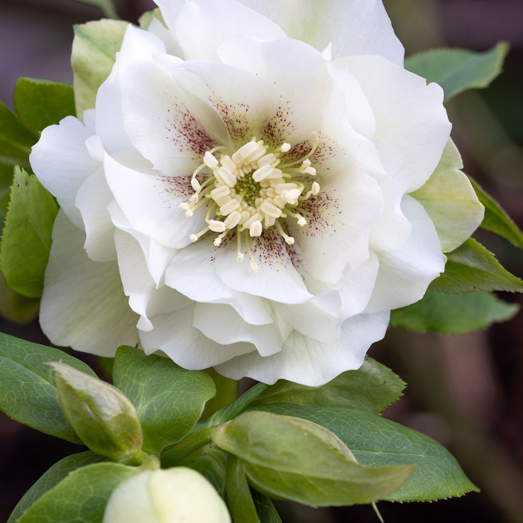 Hellébore orientale Double Blanc guttatus