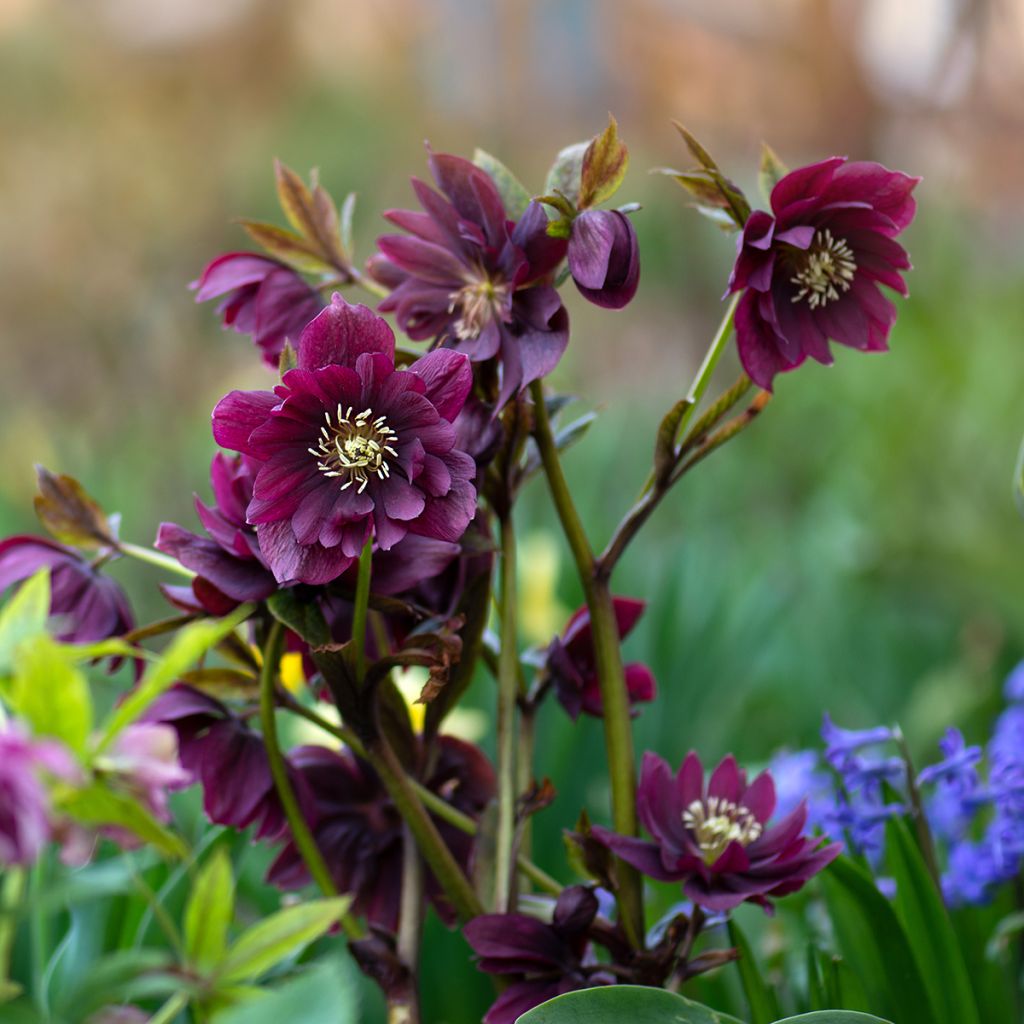 Hellébore orientale Double Rouge