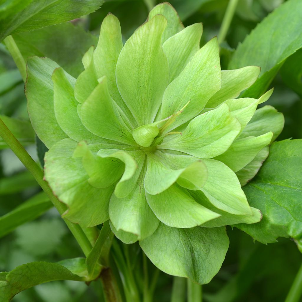 Hellébore orientale Double Vert pistache