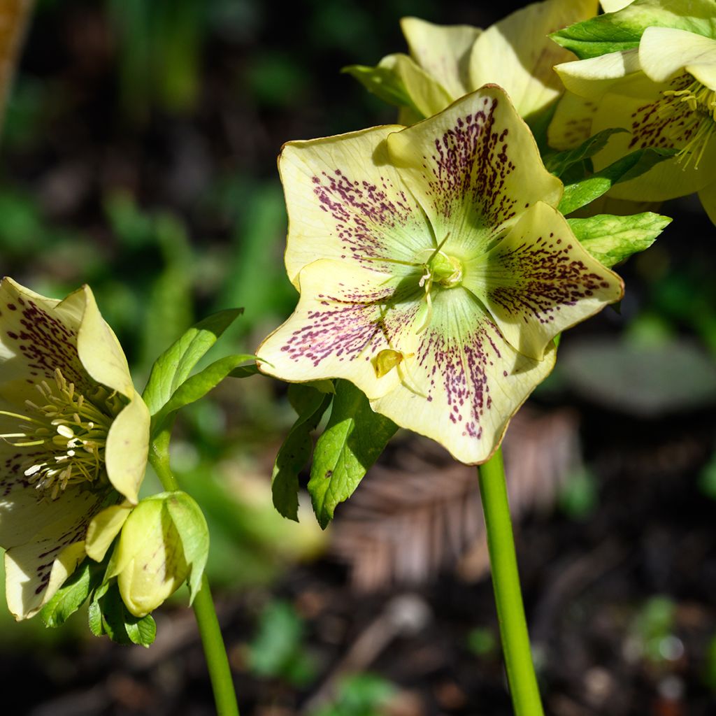 Hellébore orientale Double jaune guttatus 