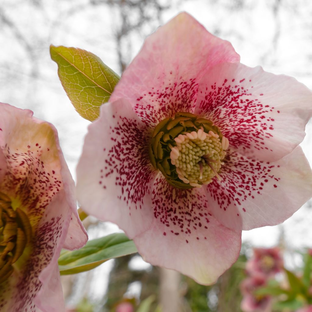 Hellébore orientale Rose guttatus
