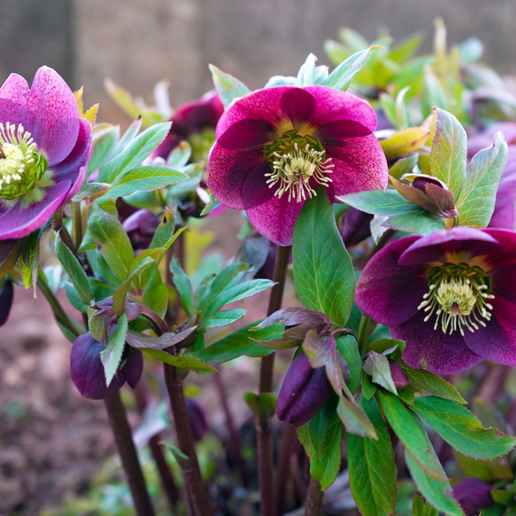 Hellébore orientale Rouge